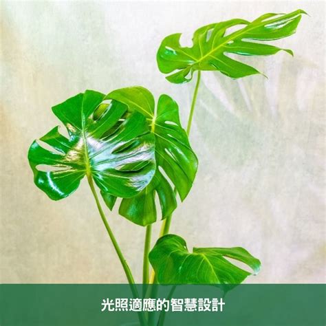 龜背芋 葉子垂|龜背芋垂垂的？解決方案與精緻護理技巧全攻略 – 植物盆栽綠寶典